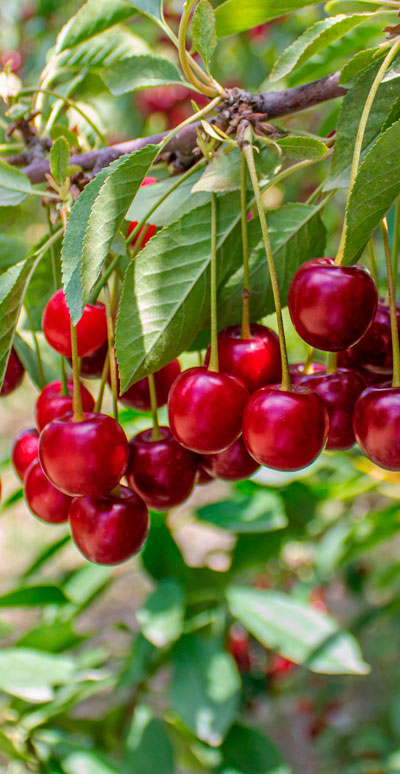 Cherries