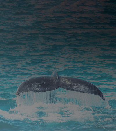Whale tail wiggled out of the water in blue sea